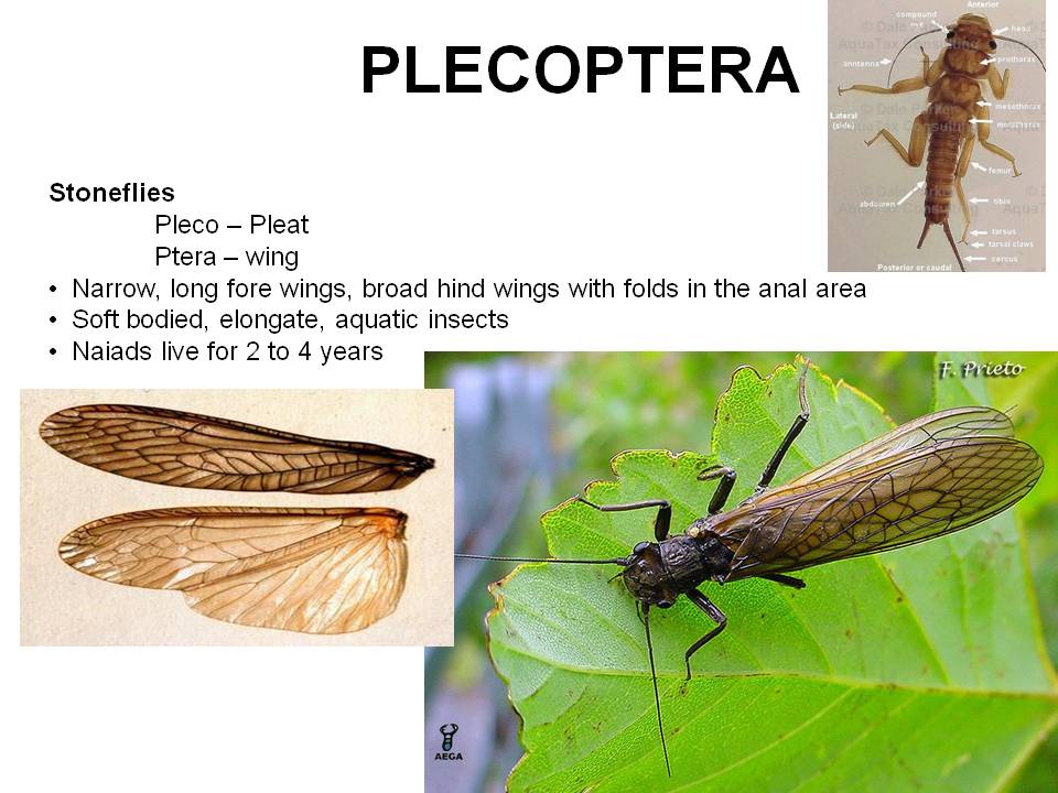 Insect Orders Apterygota, Exopterygota