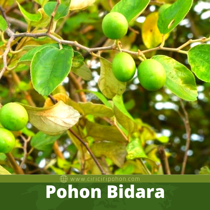 Pohon Bidara