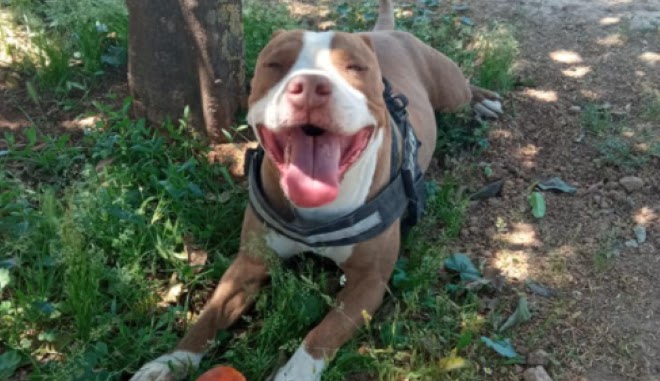 Ανατροπή στο Γαλάτσι: "Πυροβόλησε χωρίς λόγο ένα σκυλί που κουνούσε φιλικά την ουρά"