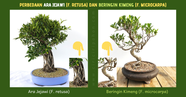 Ciri Ciri Pohon Ara Jejawi Ficus Retusa Di Alam Liar Ciriciripohon Com