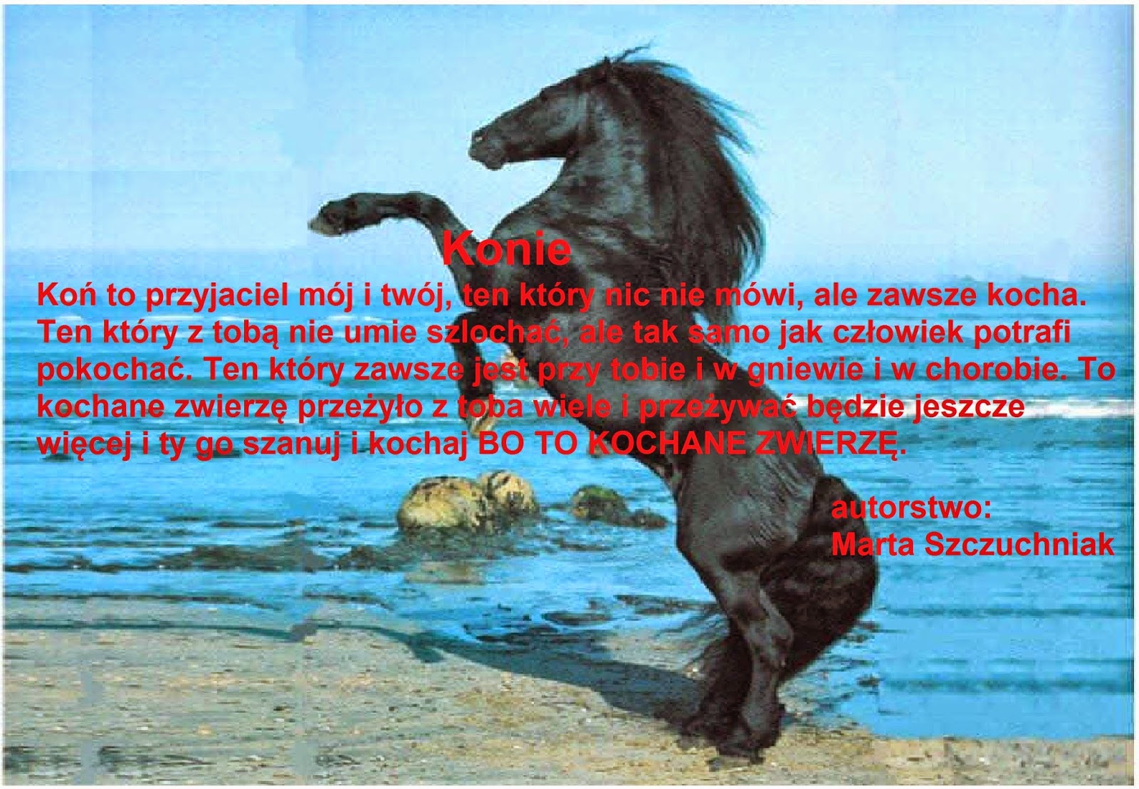Wiersz O Koniach W Galopie konie