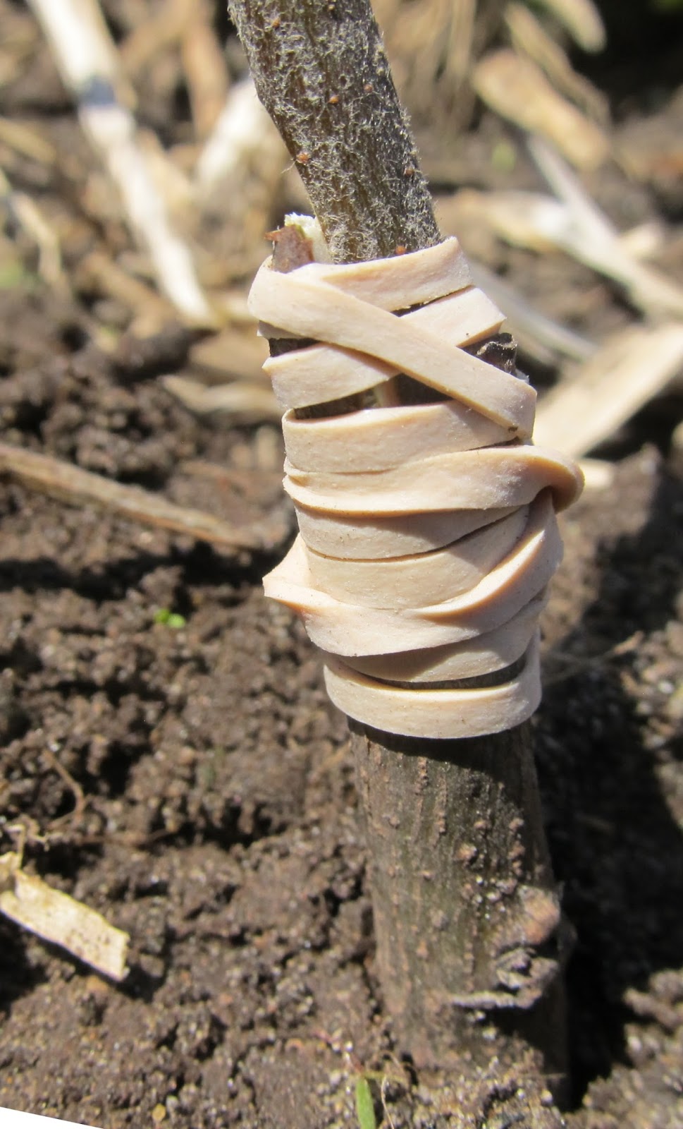 Eaton Rapids Joe Grafting quince today