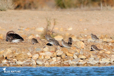 Bando de combatientes (Philomachus pugnax)