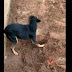 X9: Pinscher de traficante mostra a policiais localização de droga enterrada durante operação