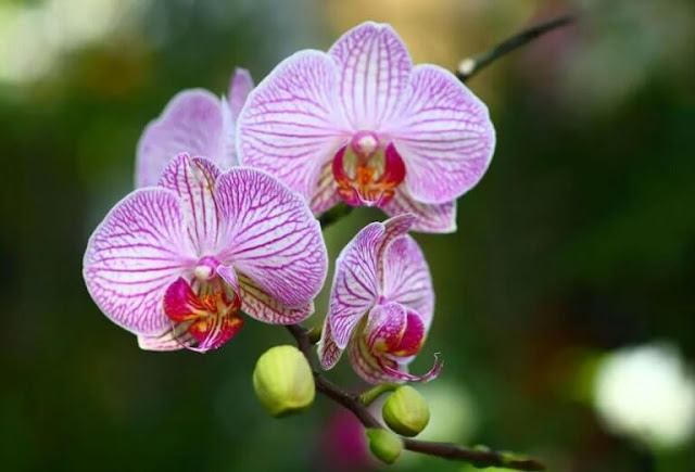 Gambar Bunga Anggrek Phalaenopsis