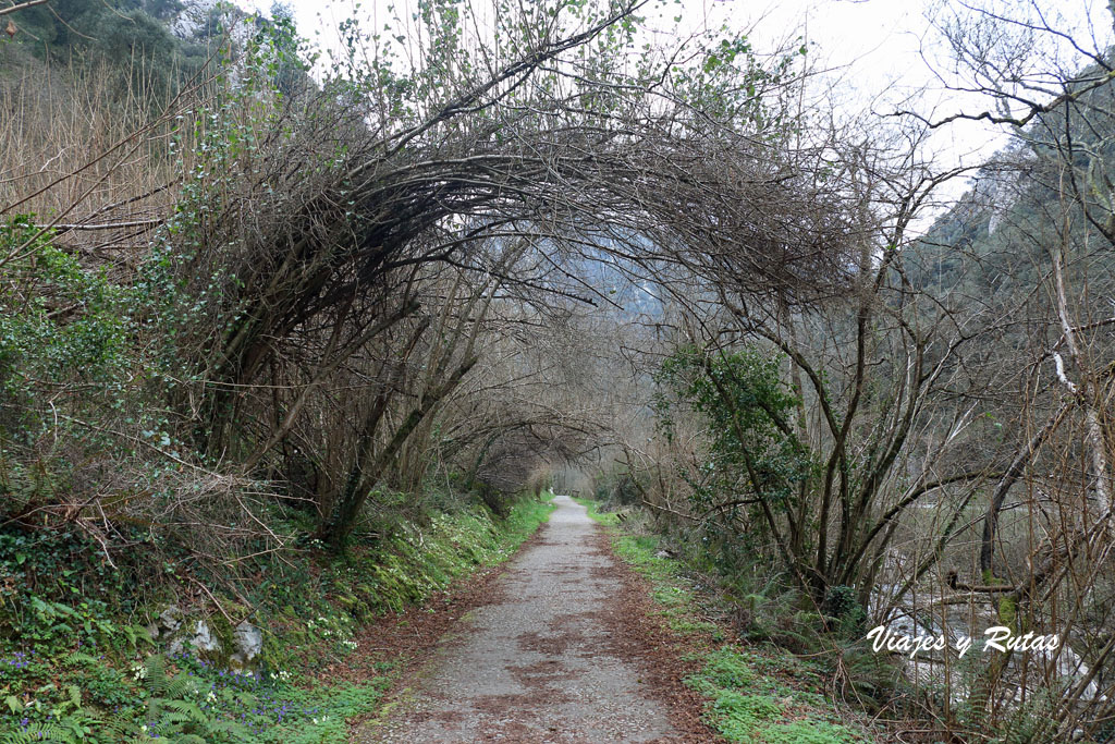 Senda del oso, Asturias