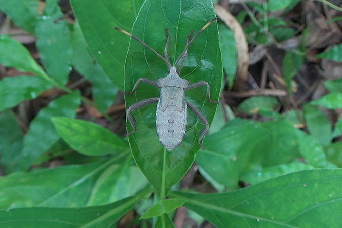 Dlium Kempol bug (Mictis farinulenta)