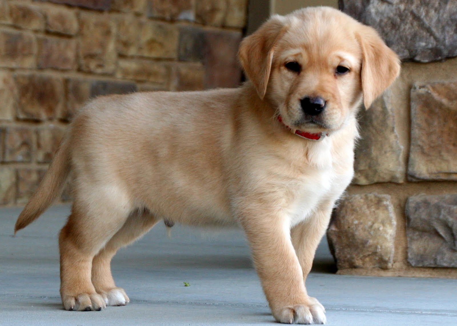 39 Best Images Puppies For Sale In Columbus Ohio : Beagle Puppies For Sale Columbus Ohio | PETSIDI