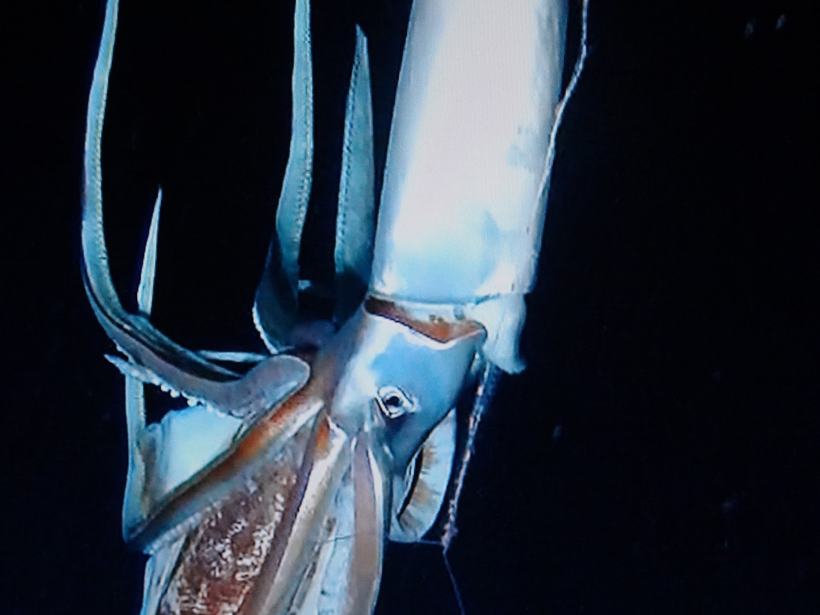 Игра в кальмара стекло. Гигантский кальмар Архитеутис. Антарктический глубоководный кальмар.