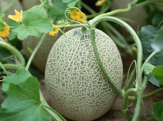 El cultivo del Melón