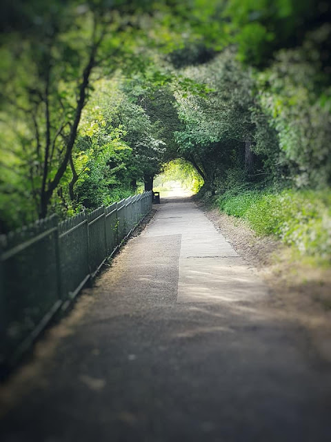 tree-tunnel-connaught-park