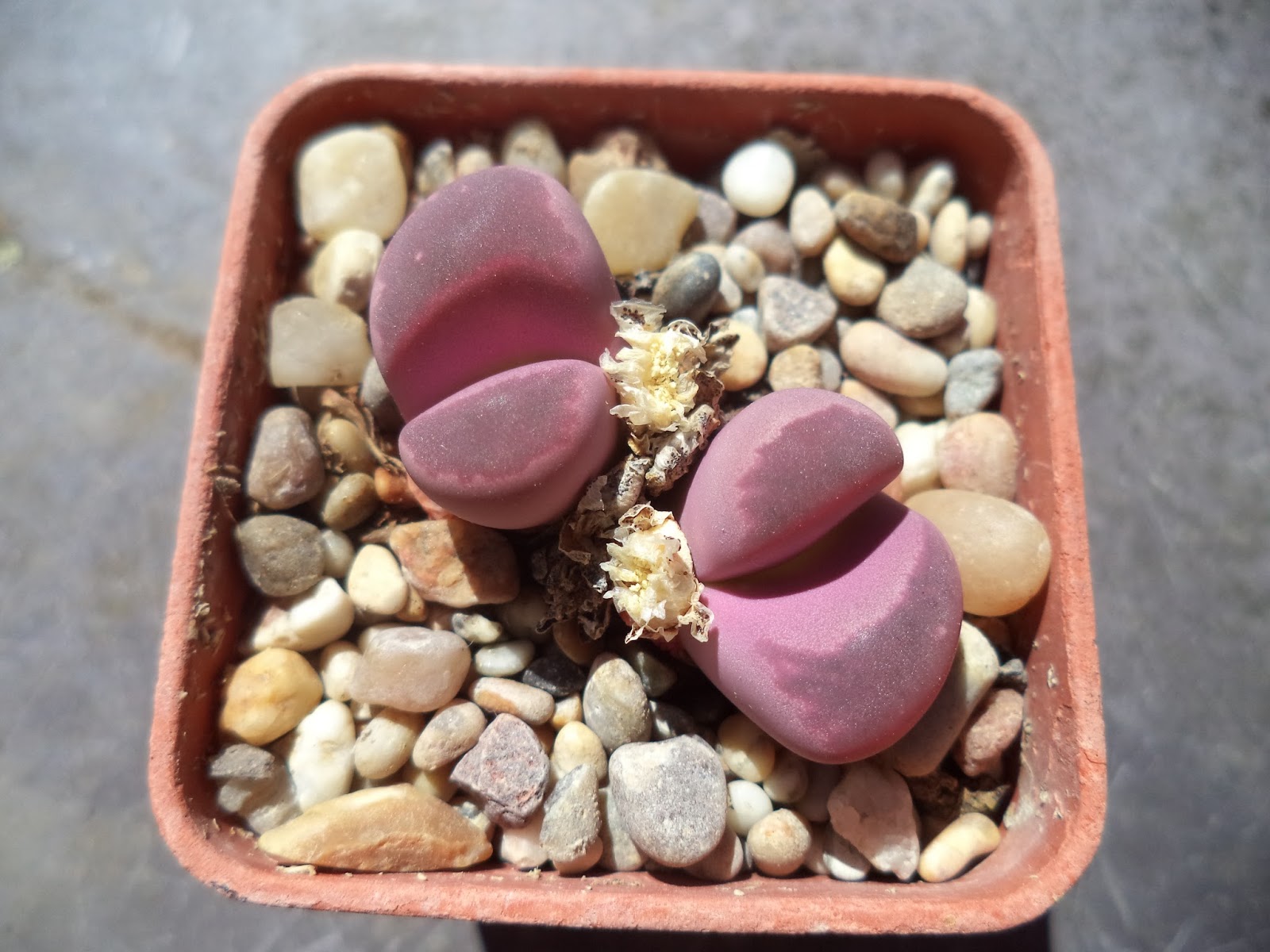 Lithops optica CV. 