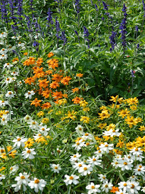 Alexander Muir summer annual bed by garden muses-not another Toronto gardening blog