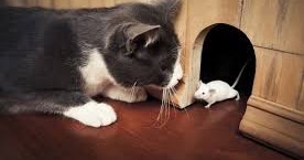 Permainan kucing dan tikus dimainkan secara