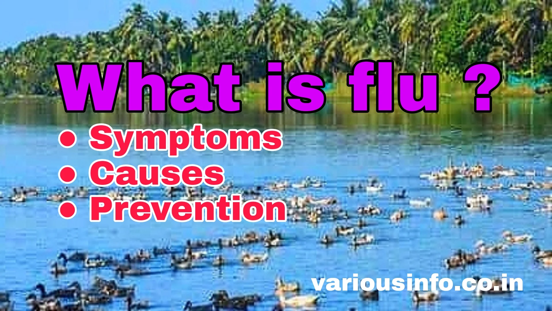 What is avian flu  Bird Flu Virus, Another Name, Symptoms and Identification, Causes and Risk Factors, Bird Flu Prevention