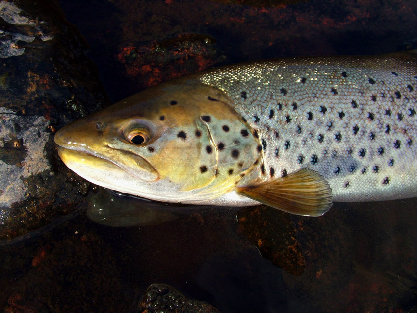 Chavanga Fish Blog: Big trout fishing. One program - salmon and big ...
