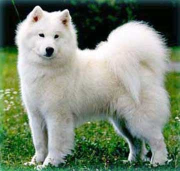 Anjing Samoyed | Jenis-Jenis Anjing dan Kucing