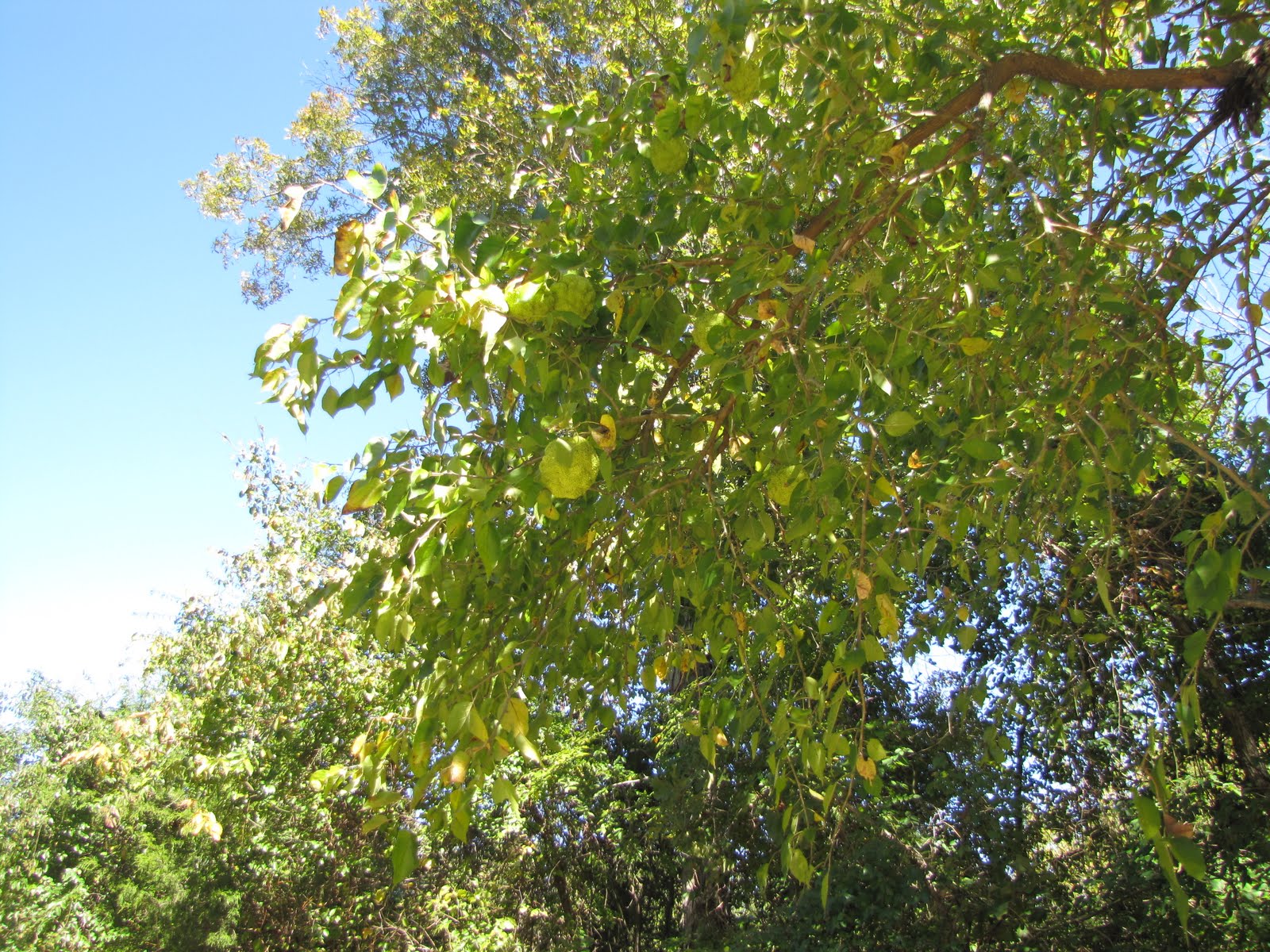Folklife Friday: Hedge Apples