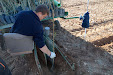 Planting Olive trees