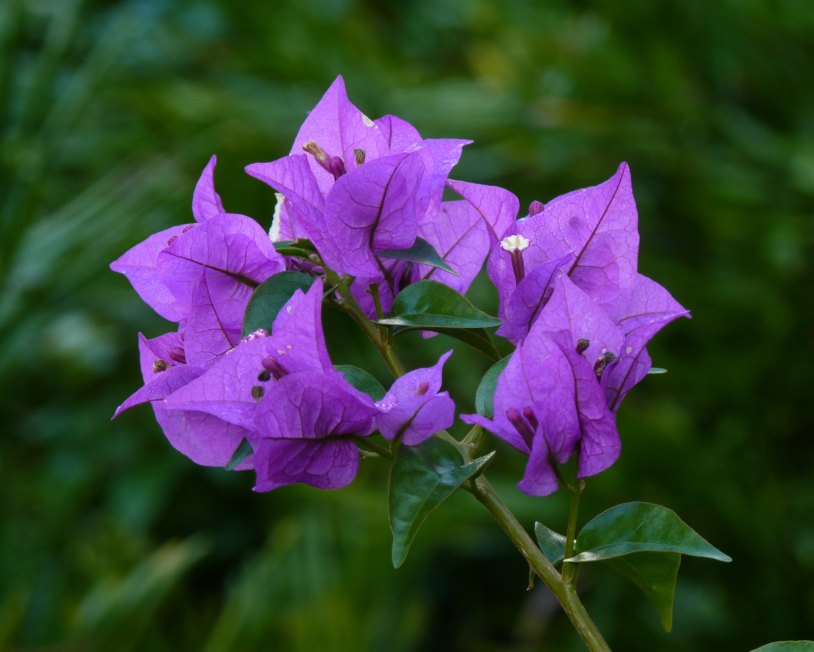 Mosi Outside In Bloom Bougainvillea
