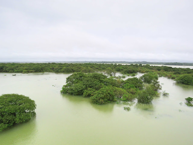 Freshwater Swamp Forest