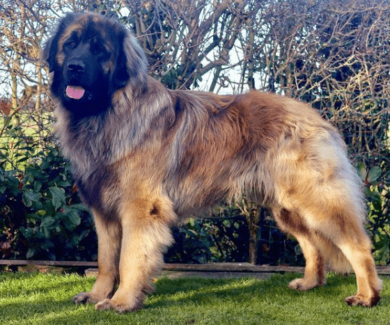 leonberger