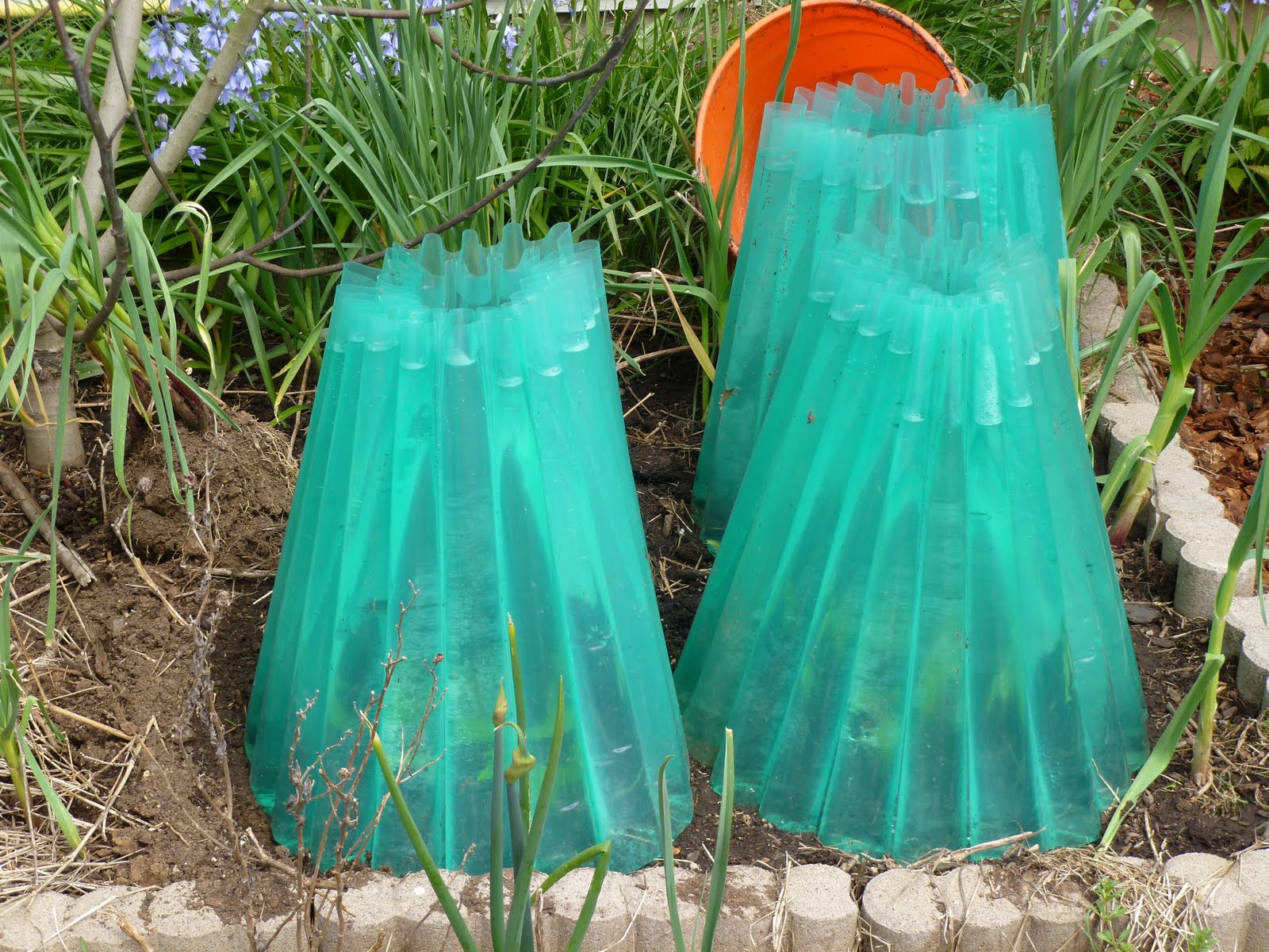 Daniel's Pacific NW Garden Tomato covers
