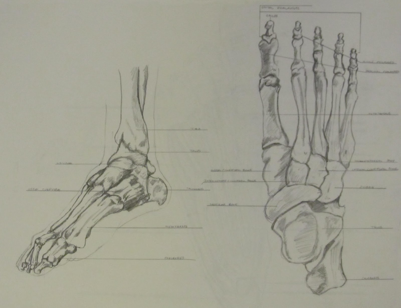 Art School Confidential: Summer Quarter 2012: Drawing & Anatomy: Bone ...