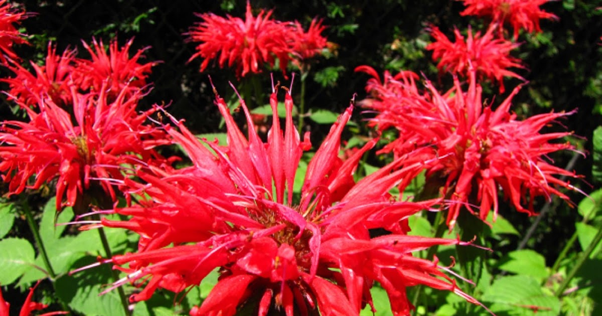 Show 39: Monarda, Saint John's Wort and Yarrow