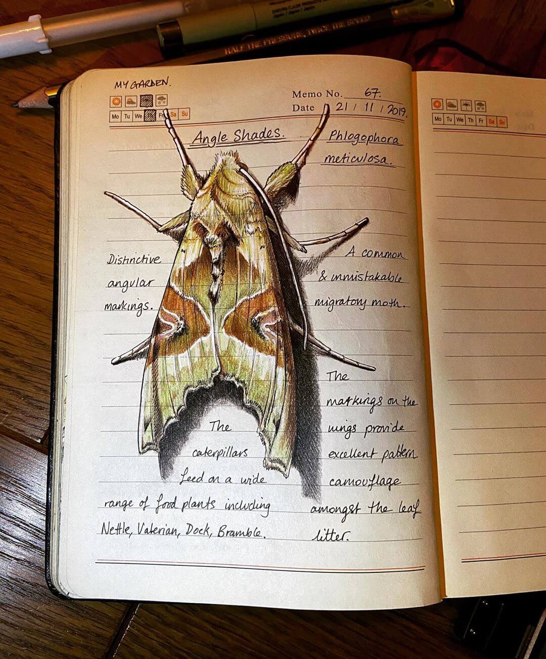 03-Moth-Phlogophora-meticulosa-Angle-Shades-J-Brown-www-designstack-co