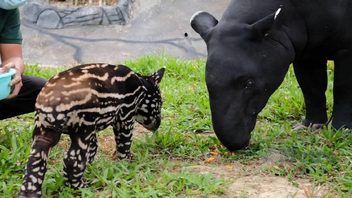 Hadiah RM10,000 Menanti Pemenang Bagi Yang Berjaya Namakan Anak Tapir