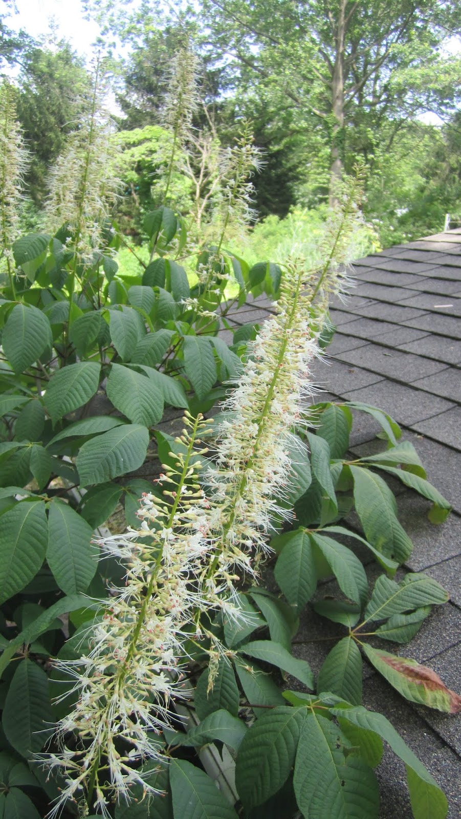 Princeton Nature Notes Bottlebrush Buckeye