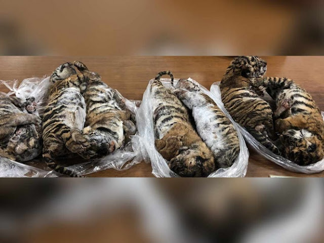 Hallan 7 tigres 'bebés' congelados dentro de un auto