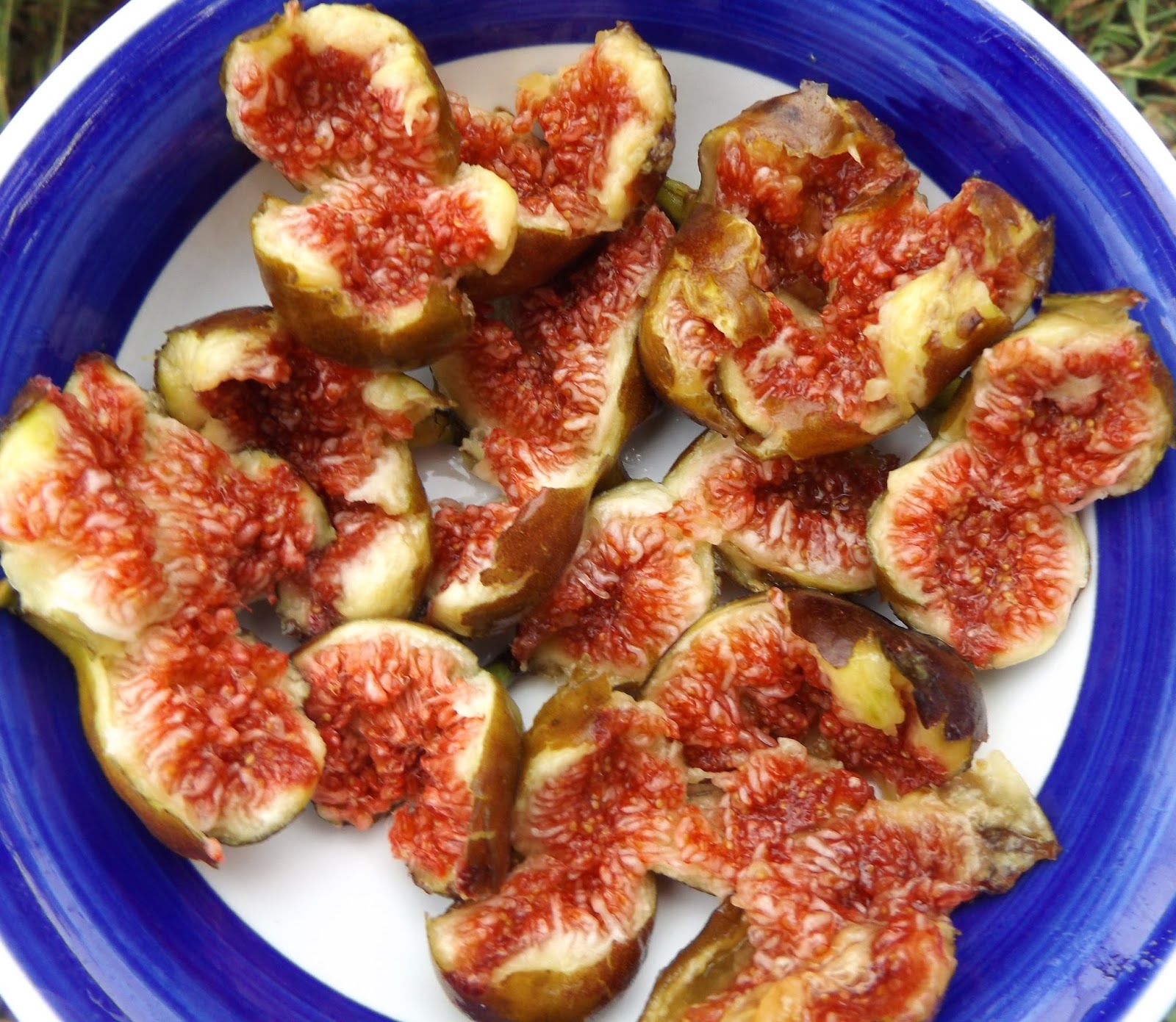 Vegans Living Off the Land Harvesting figs in midSeptember Fall