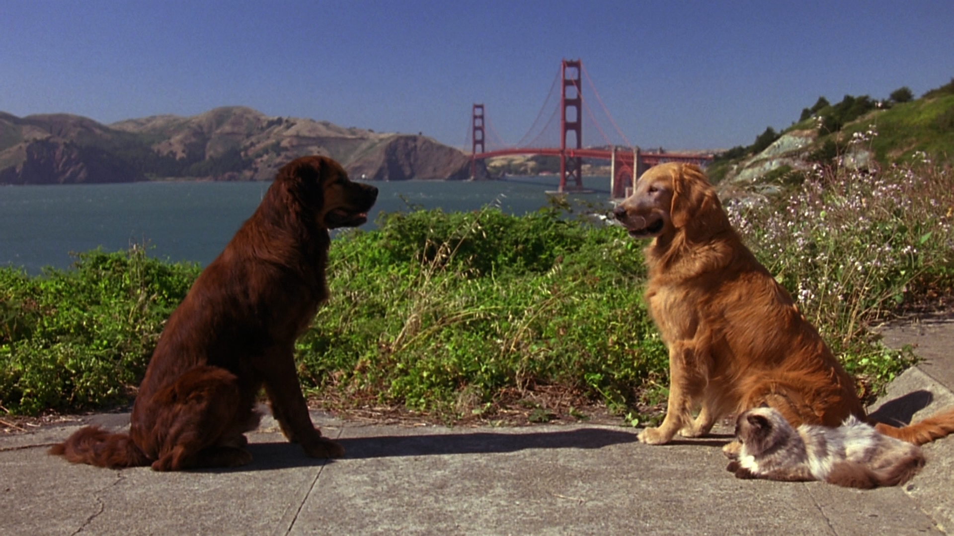 Дорога домой затерянные. Затерянные в Сан Франциско породы собак. Дорога домой 2: Затерянные в Сан-Франциско Постер.