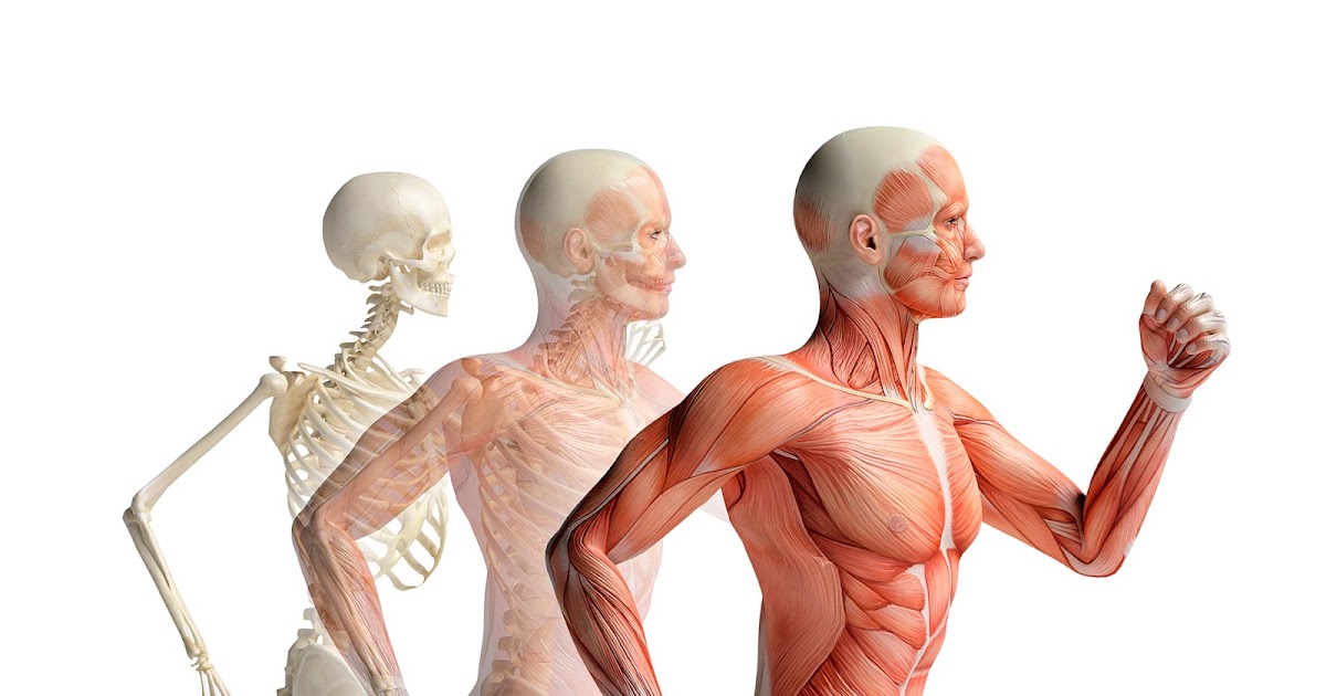 MONTEBELLO EN MOVIMIENTO NOVENO ANATOMÍA I