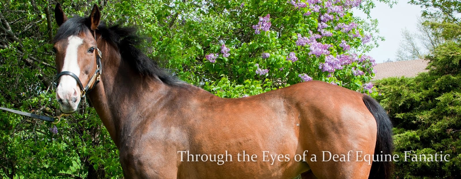 Through the Eyes of a Deaf Equine Fanatic