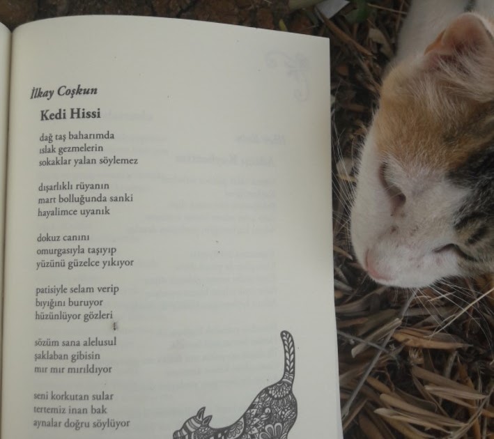 ilkay coşkun Kedi Hissi İlkay Coşkun / Çayyolu Dergisi Şiir Seçkisi