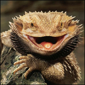 bearded-dragon-3-eyes-1.jpg bearded-dragon-3-eyes-1.jpg