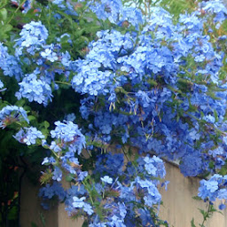 DISFRUTAR CON EL HUERTO Y EL JARDÍN