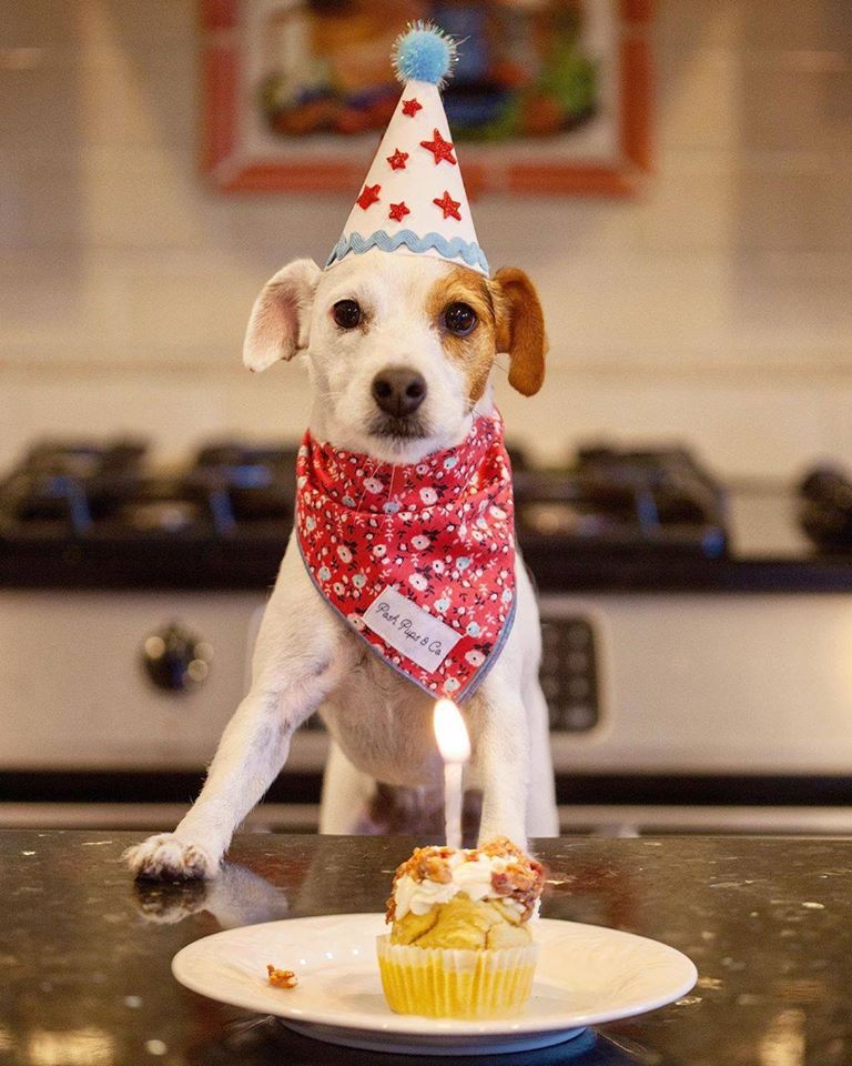 DOGust 1st Universal Birthday for Shelter Dogs 