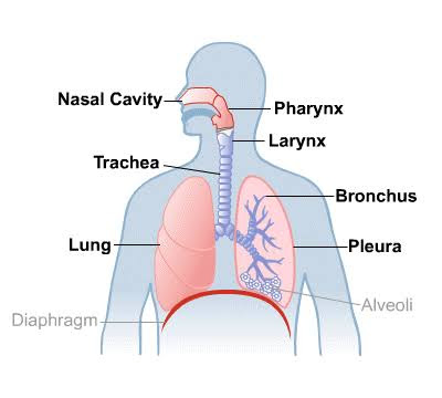 Amazing fact about Human Lungs