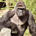 gorilla swallowed N6.8million in Zoo