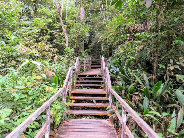 Hiking trail at MacRitchie Reservoir in Singapore