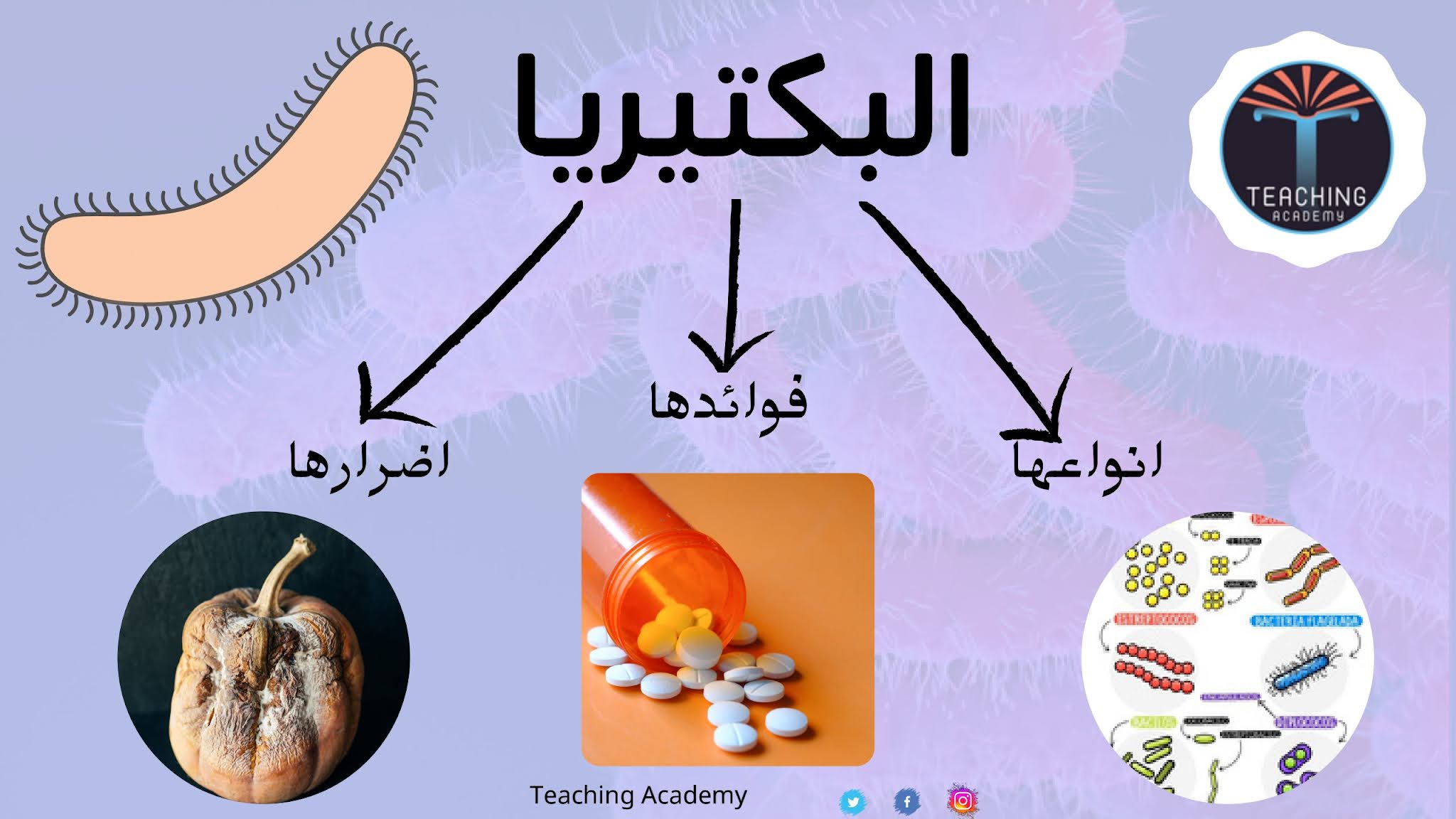 تتكاثر البدائيات والبكتيريا بواسطة