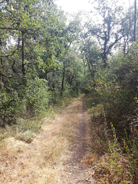 GR 32 : entre Seine et Loire, balade gâtinaise. Partie 1. Lundi 05 août 2019 IMG_20190805_104724