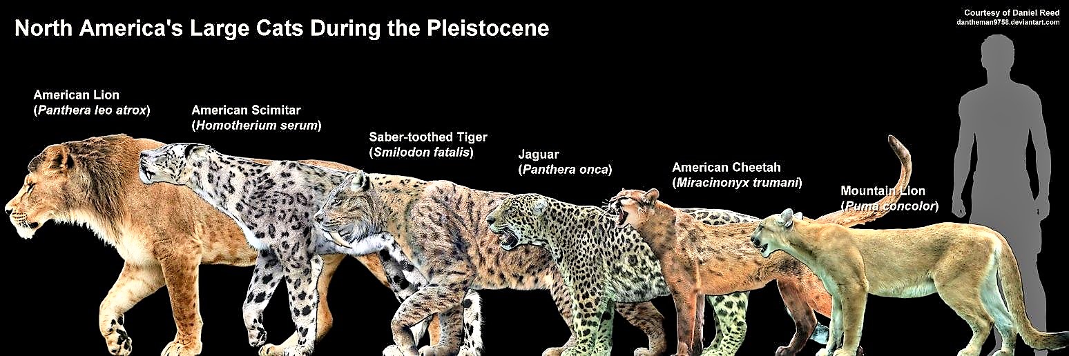 SHADOWS on the TRAIL Pentalogy - Let the Adventures Begin!: The 