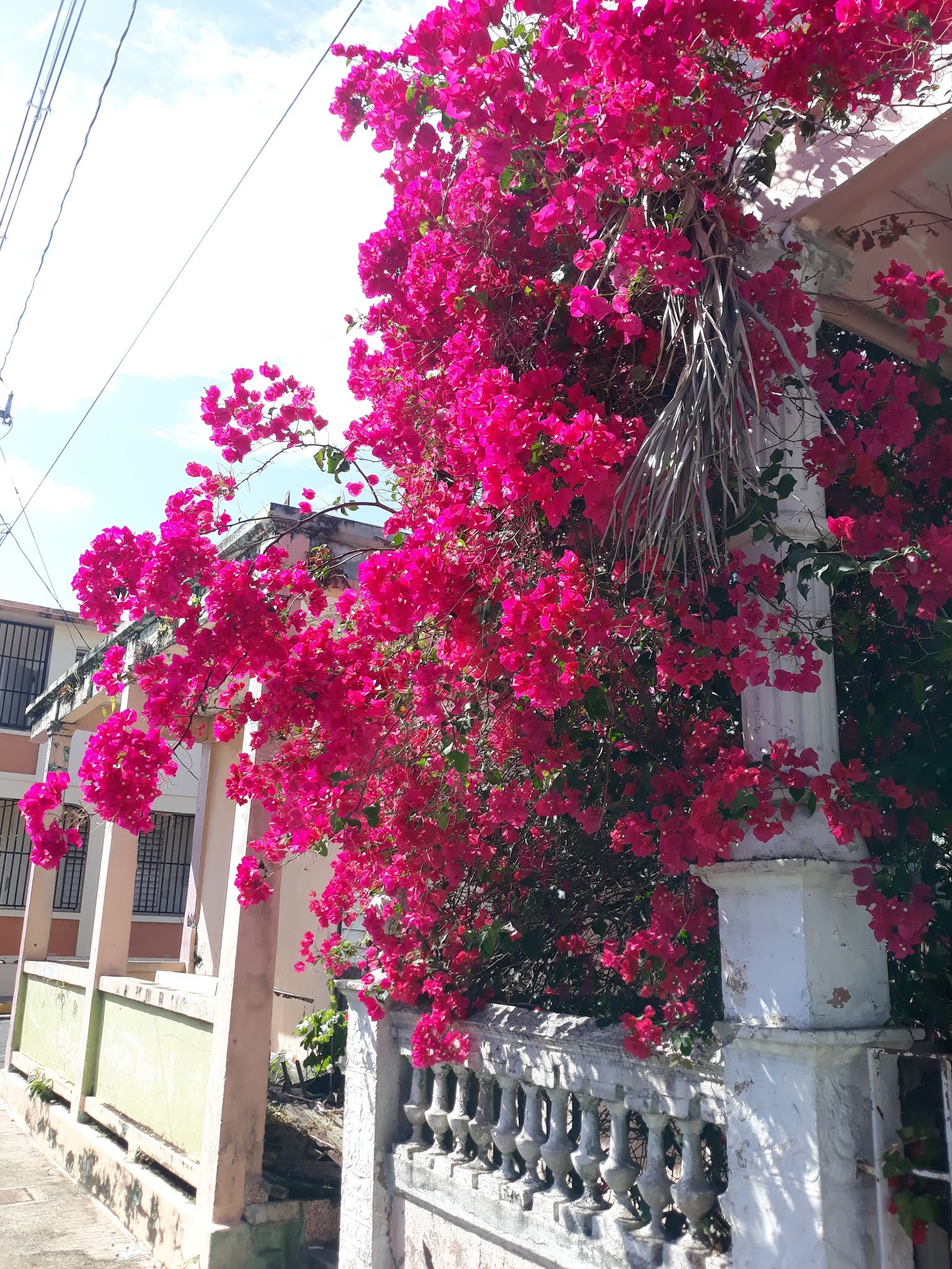 Observations of the Practical Kind Isla de Vieques