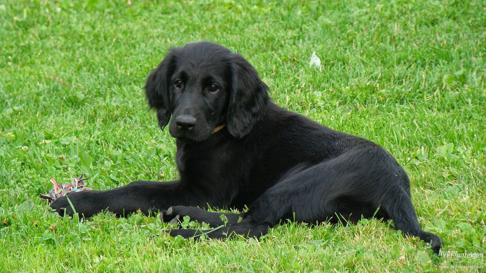 Cães & Cães: Flat Coated Retriever - 06