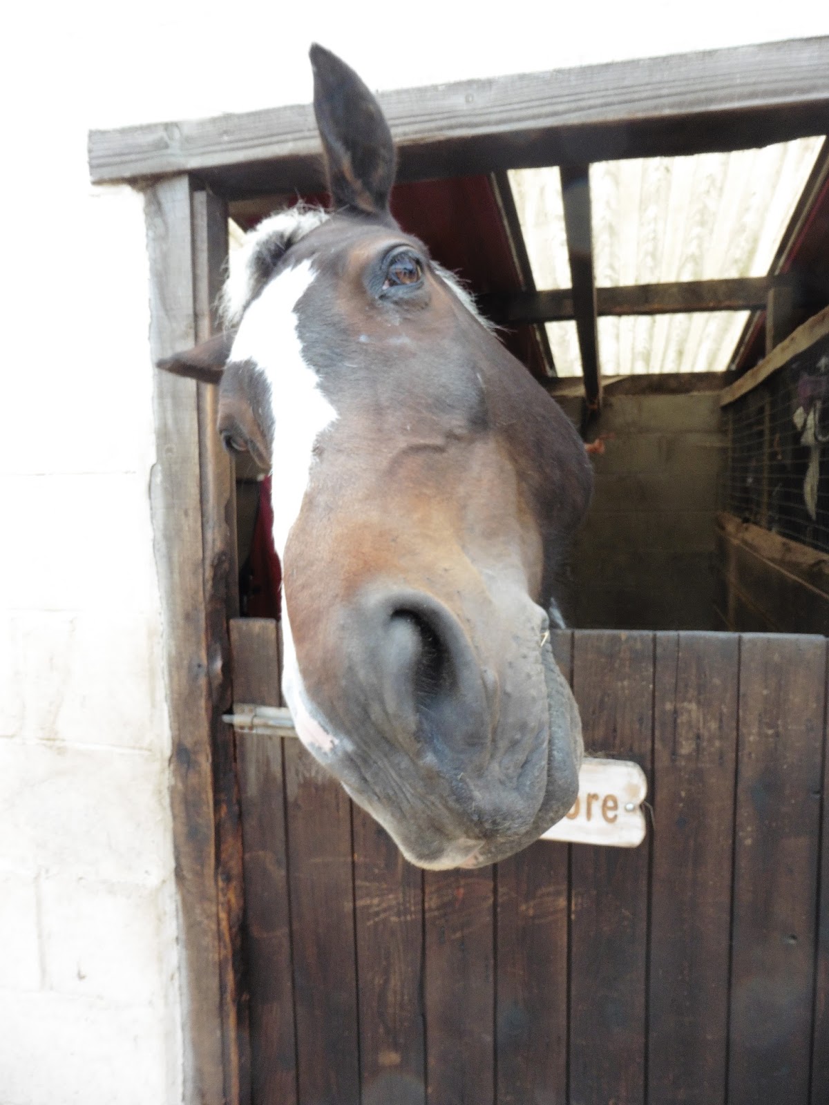 The 'Manly Ferry' blog Canal Breach And A Strange Horse